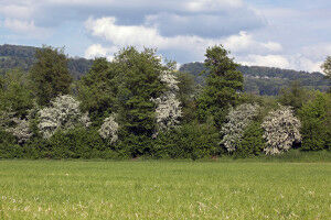 Biodiversity at forest edges