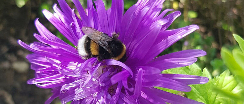 During their foraging flights, bumblebees can ingest various pesticides with nec