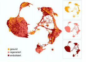 Cell atlas of regenerating liver
