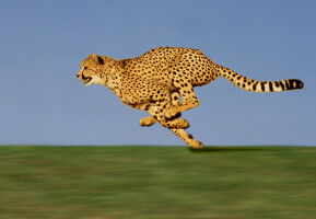 Cheetahs' unrivalled speed explained by their 'sweet spot' size, finds study