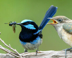 Coevolution a driving force behind biodiversity on Earth