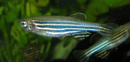 Understanding muscle regeneration with zebrafish