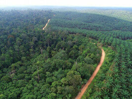 Converting rainforest to plantation impacts food webs and biodiversity