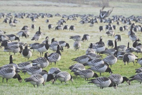 Photo: Gerard Muskens