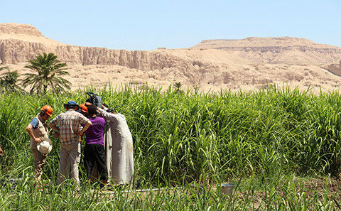 Percussion-corer team drilling for geological samples in a sugarcane field. Cred