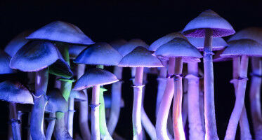 Hallucinogenic mushrooms to treat alcohol addiction