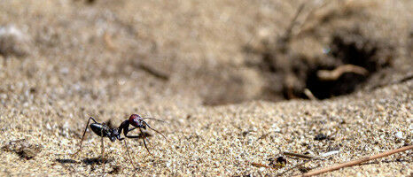 Desert Ants: The Magnetic Field Calibrates the Navigation System
