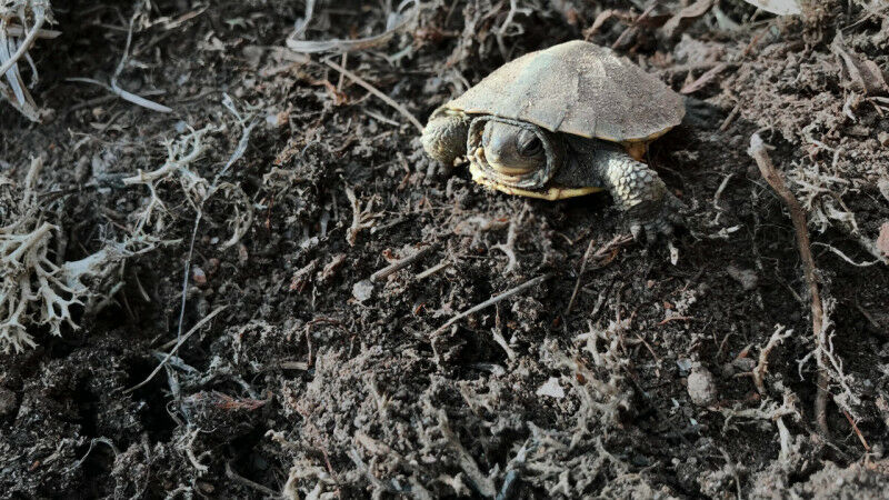 Blanding’s turtle hatchling.