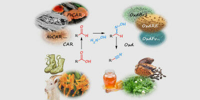 Enzymes Instead of Cyanide: Researchers Develop Biocatalytic Process for Nitrile Production