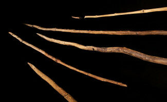 Finds at Sch�ningen show wood was crucial raw material 300,000 years ago
