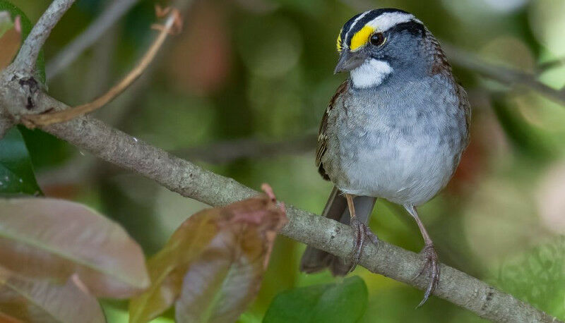 The white-throated sparrow is one of a group of short-distance migrants whose ne