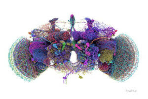 Researchers reconstruct the structure of the fruit fly brain for the first time