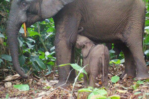 FSC-certification of tropical forests proves beneficial for gorillas and elephants