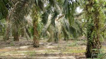 For more sustainable palm oil production