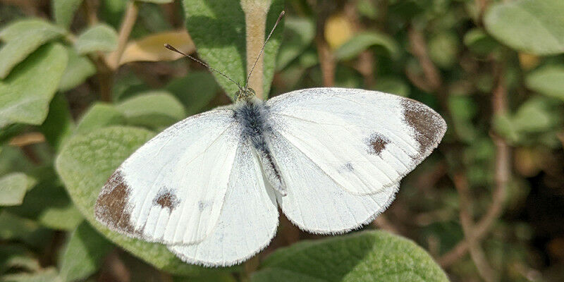 The Southern Small White is spreading throughout Europe. It is only a matter of