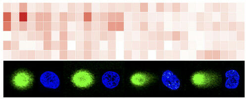 How Cells Recognize and Repair DNA Damage