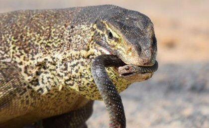 A yellow spotted goanna eating a black whip snake. Image: James Dobson