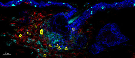 Innate immune cells are more adaptable than previously thought