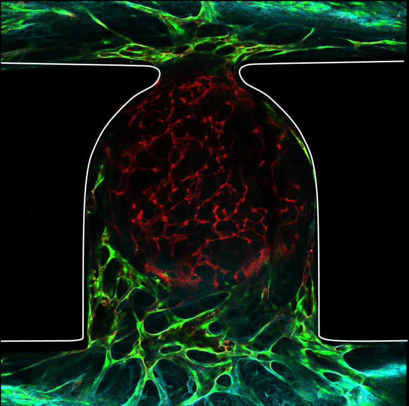 Endothelial network formation perfusing an organoid trapped in the microfluidic 