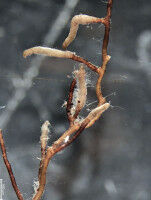 Carbon exchange via the 'Wood Wide Web'