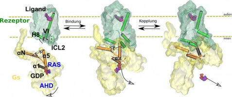 Leipzig biophysicists decipher functionality of adrenaline-binding receptor