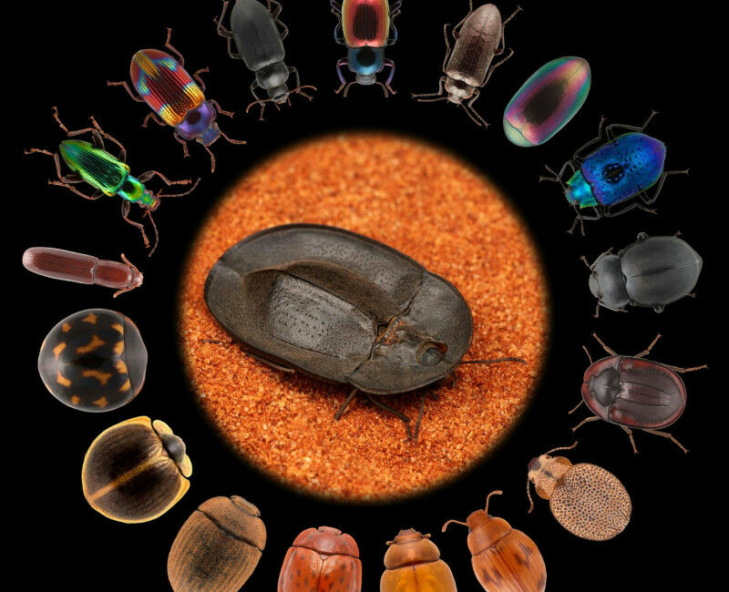 An image showing all’of the different species of darkling beetle body shap