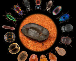 'Masters of shape-shifting': How darkling beetles conquered the world