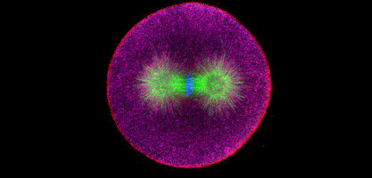 Mechanobiology exerts creative pressure
