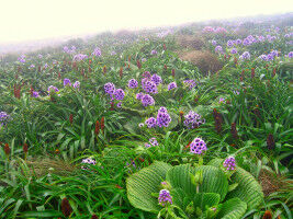 Megadiverse flowering plant family on isolated islands