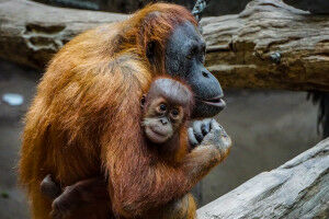 More food helps orangutans learn better