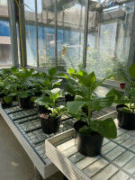 Metabolic alteration to increase the stress tolerance of tobacco plants
