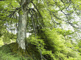 Monitoring of genetic diversity is insufficient