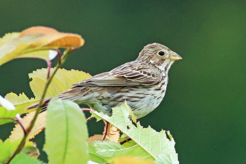 Bucking the trend: the corn bunting is one of the few field birds to experience