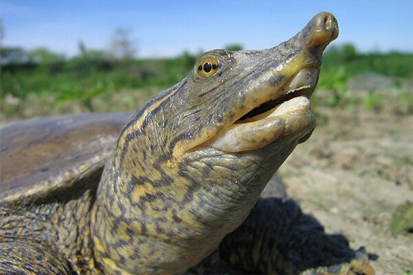 The Spiny Softshell Turtle is one of Canada&rsquo;s most nationally evolutionary