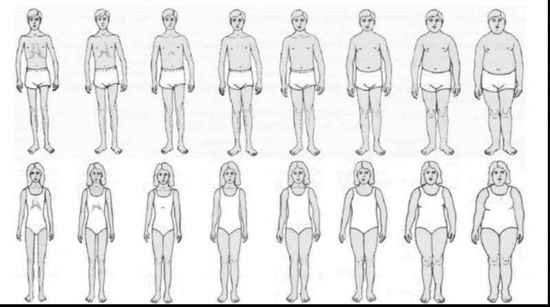 Figural drawing scales displaying body images of increasing weight. Adapted from
