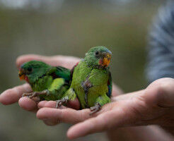 New data confirms swift parrot population fears