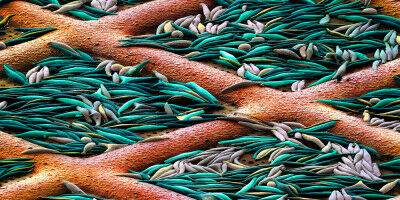 New discovery reveals how diatoms capture CO2 so effectively