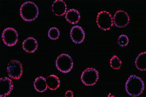 New small molecule helps scientists study regeneration