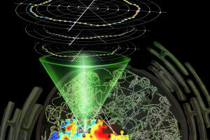 New technique visualises mechanical structure of the cell nucleus for the first time