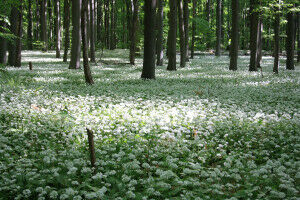 Nitrogen pollution drives forest plants west