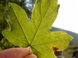 Ozone stresses European forests