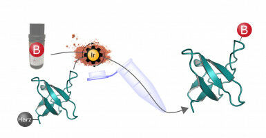 Peptide Boronic Acids: New Prospects for Immunology