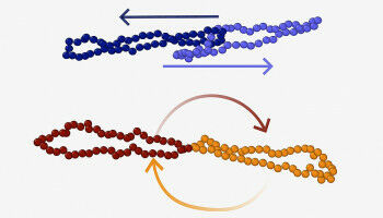 Physics of Complex Fluids: Ring Polymers Show Unexpected Motion Patterns Under Shear