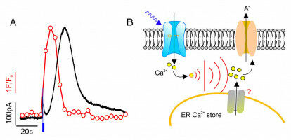 Plant Guard Cells can Count Environmental Stimuli