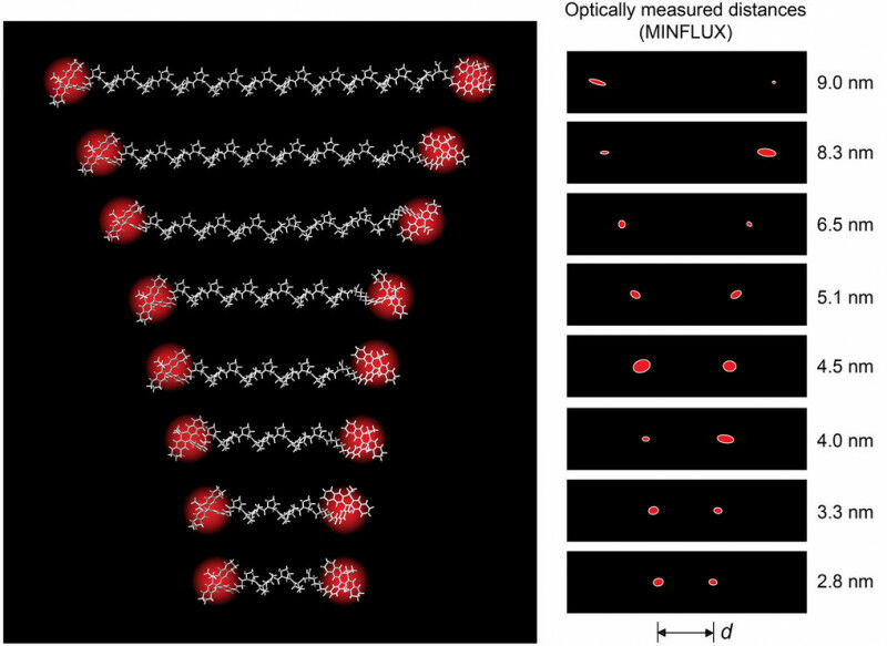 Polyprolines of different lengths, relatively stiff polypeptides, served as intr