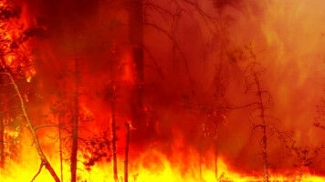 Researchers warn of unprecedented arsenic release from wildfires