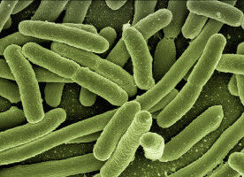 Resistant bacteria can remain in the body for years