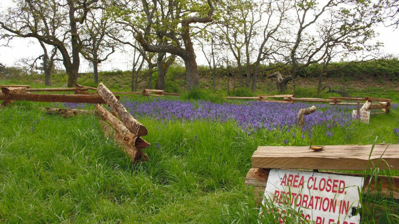 A field where restoration is in progress.