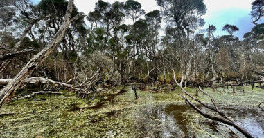 Scientists uncover earliest evidence of fire use to manage Tasmanian landscape