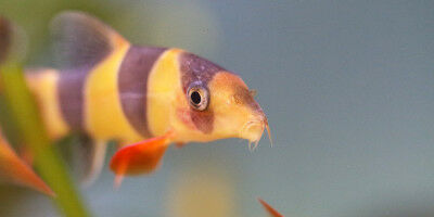 Sleep-wake rhythm: Fish change our understanding of sleep regulation